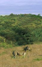 South African Republic